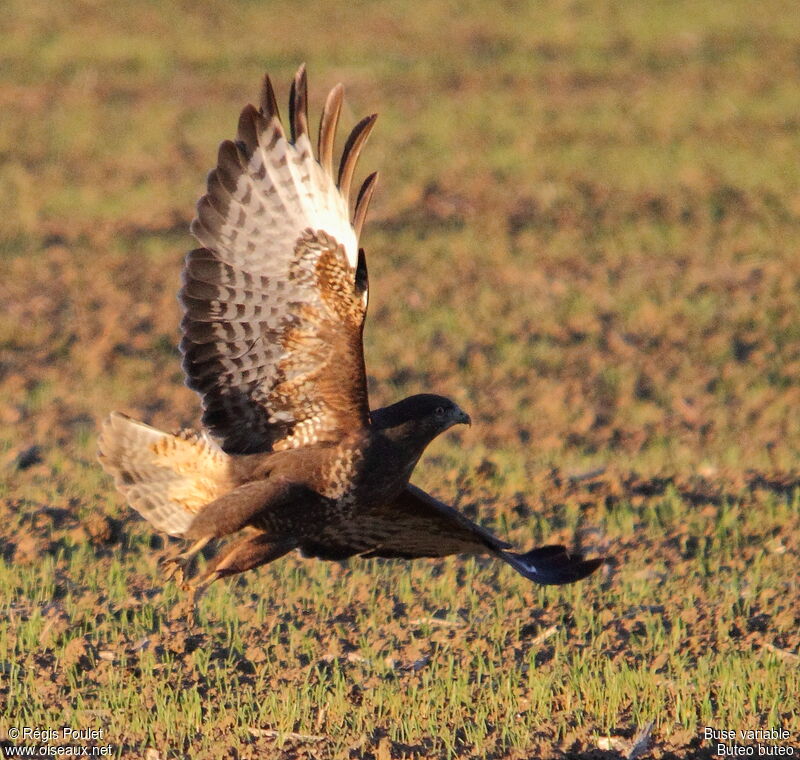 Buse variable