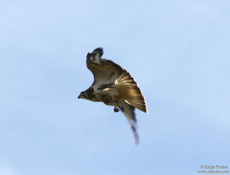 Common Buzzardadult, Flight