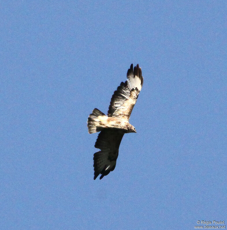 Common Buzzard, Flight