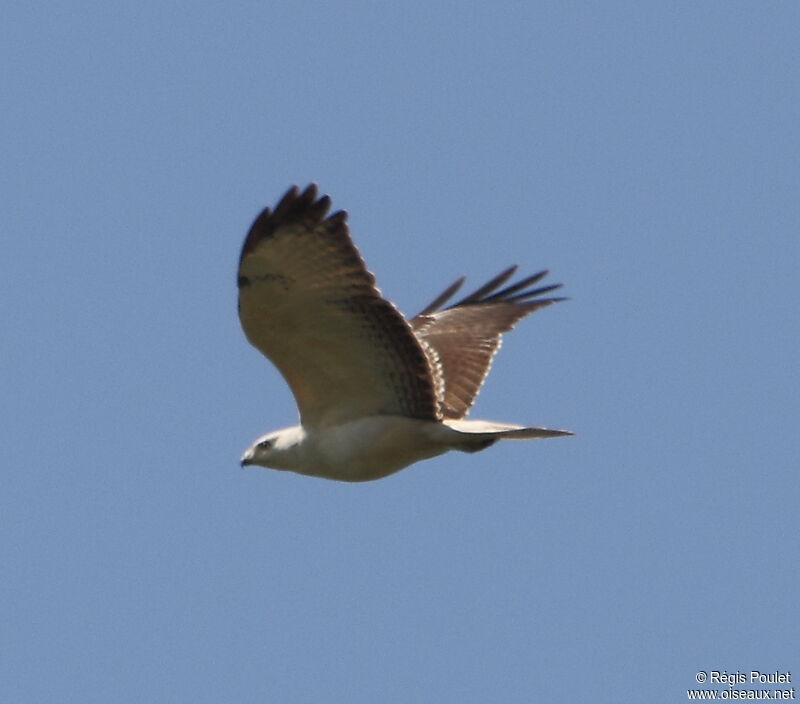 Common Buzzard, Flight