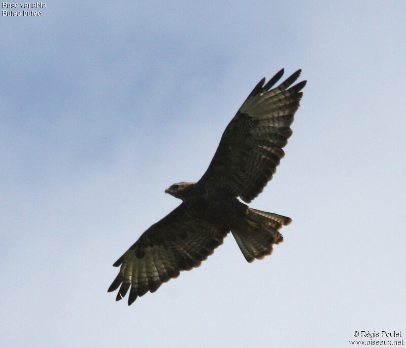 Common Buzzard, Flight