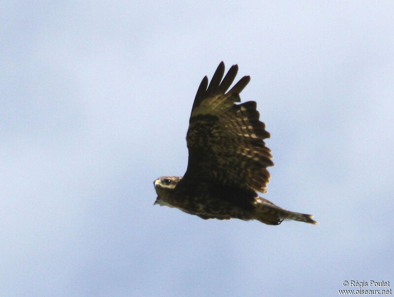 Common Buzzard, Flight