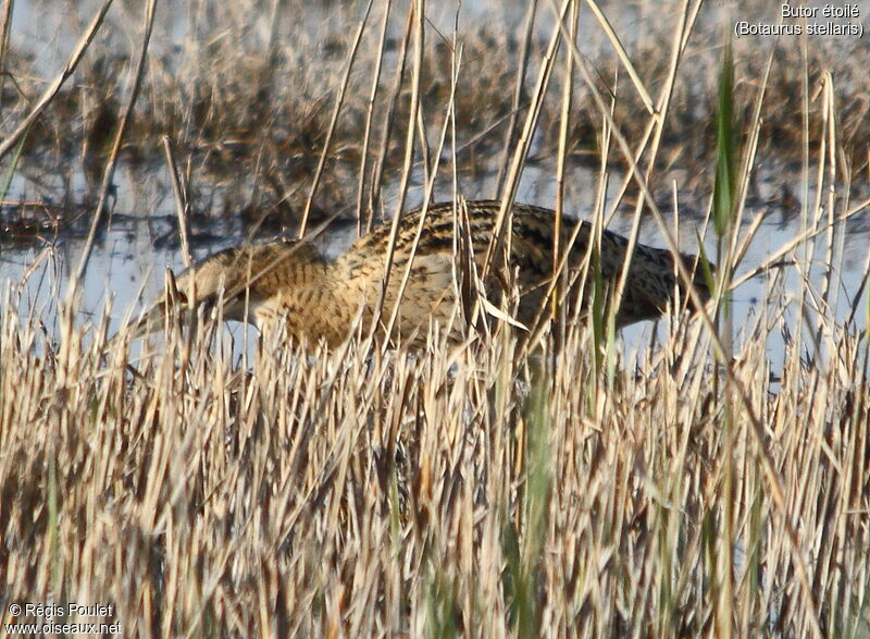 Eurasian Bittern