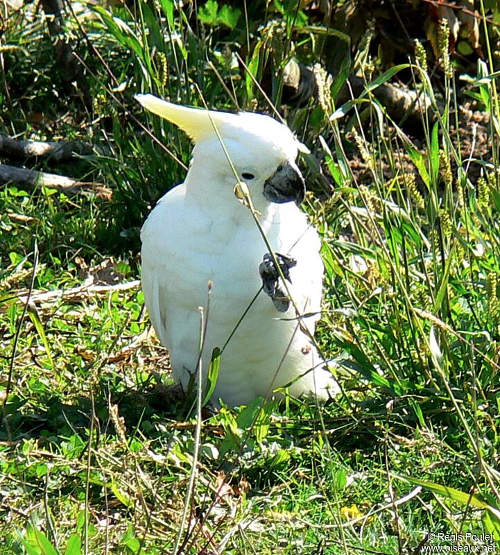 Sulphur-crested Cockatooadult