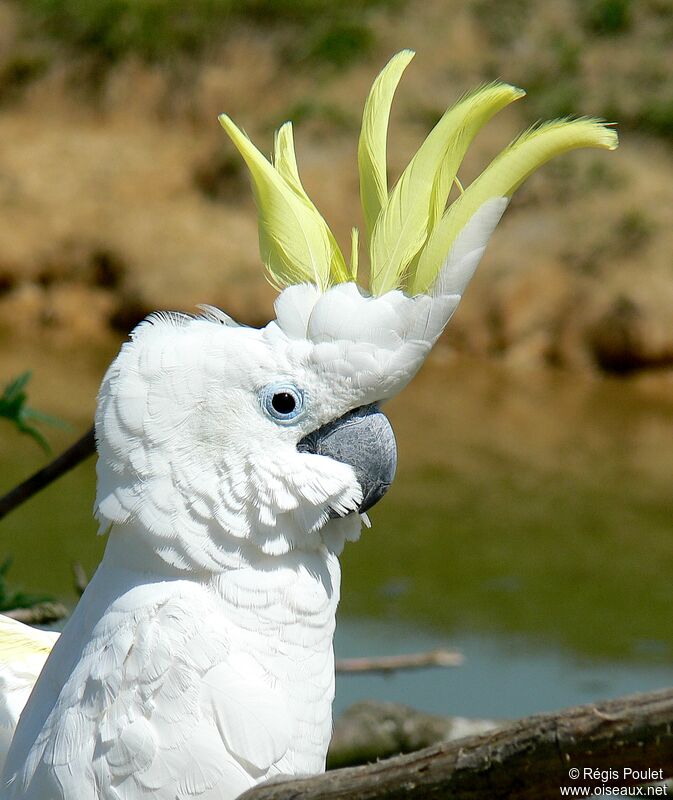 Sulphur-crested Cockatooadult