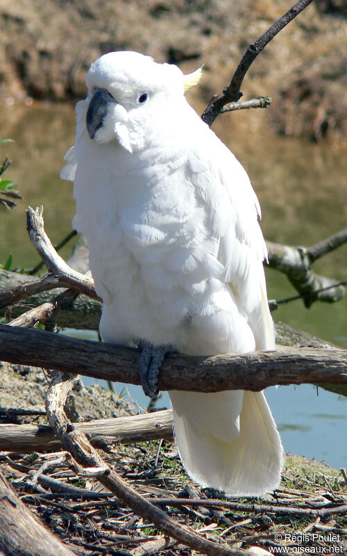 Sulphur-crested Cockatooadult, identification