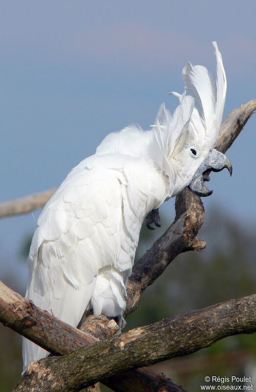 Cacatoès blancadulte, identification, Comportement