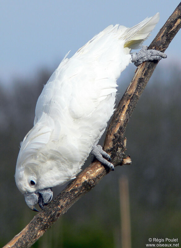 Cacatoès blancadulte, identification, Comportement