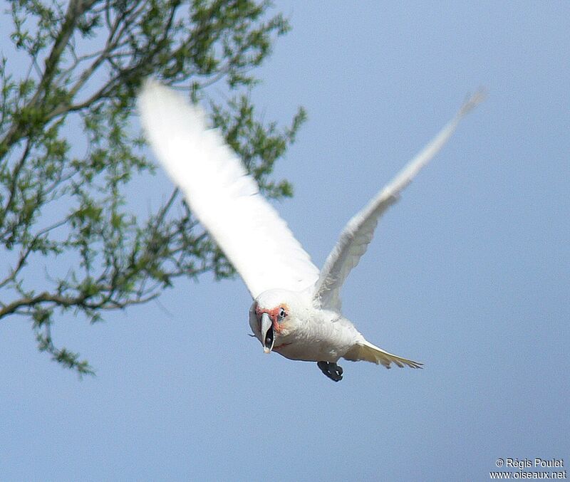 Long-billed Corellaadult