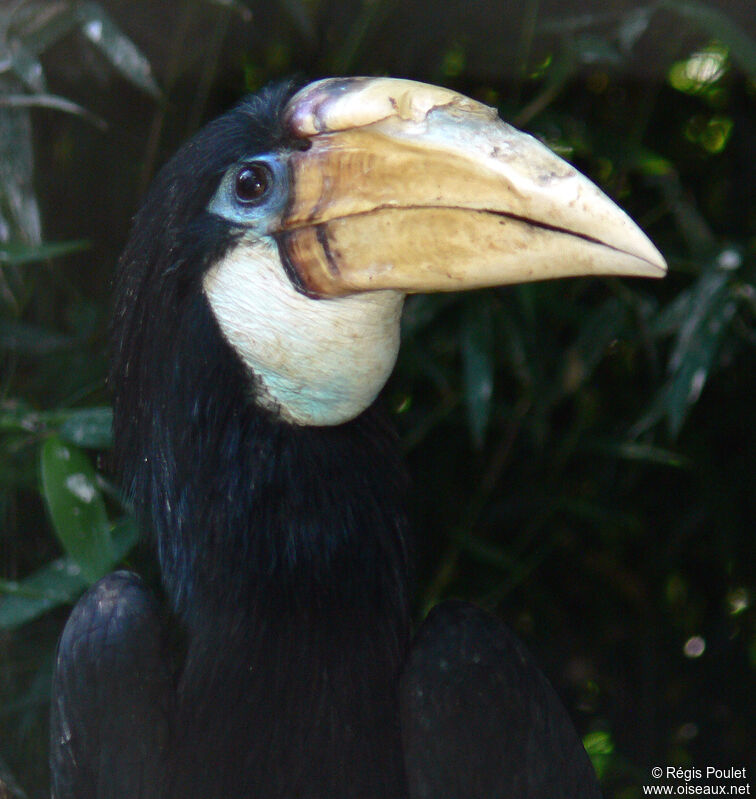 Calao papou femelle adulte, identification