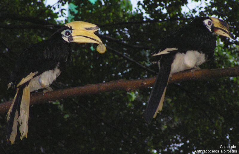 Oriental Pied Hornbill