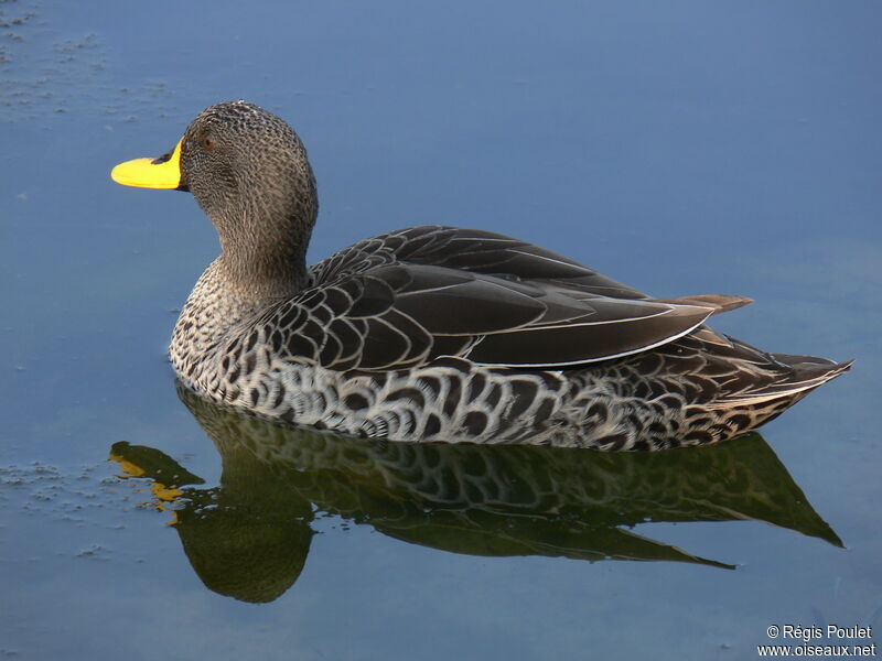 Canard à bec jaune, identification