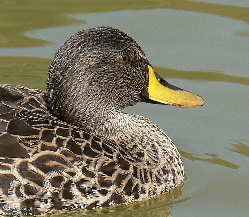 Canard à bec jauneadulte