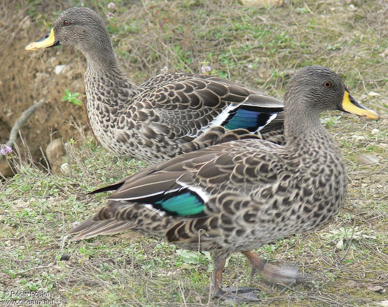 Canard à bec jauneadulte