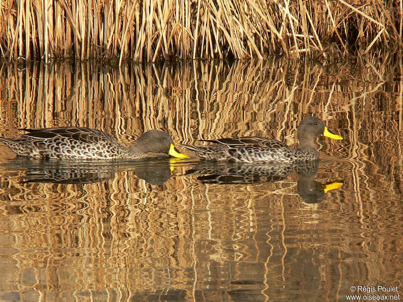 Yellow-billed Duck , Behaviour