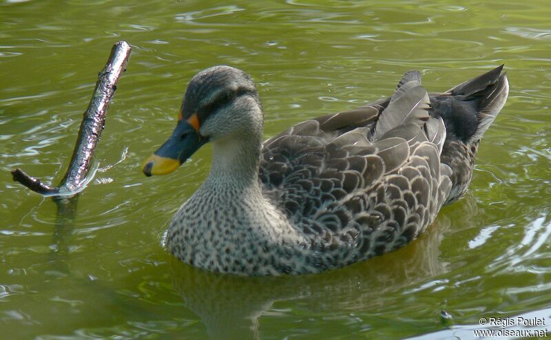 Indian Spot-billed Duck, identification