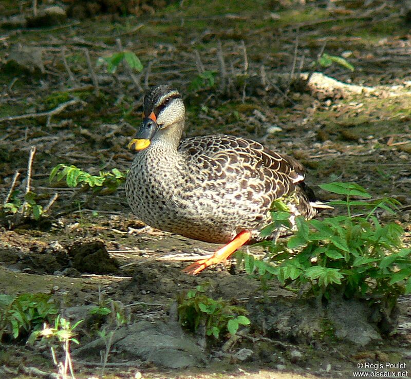 Indian Spot-billed Duckadult, identification