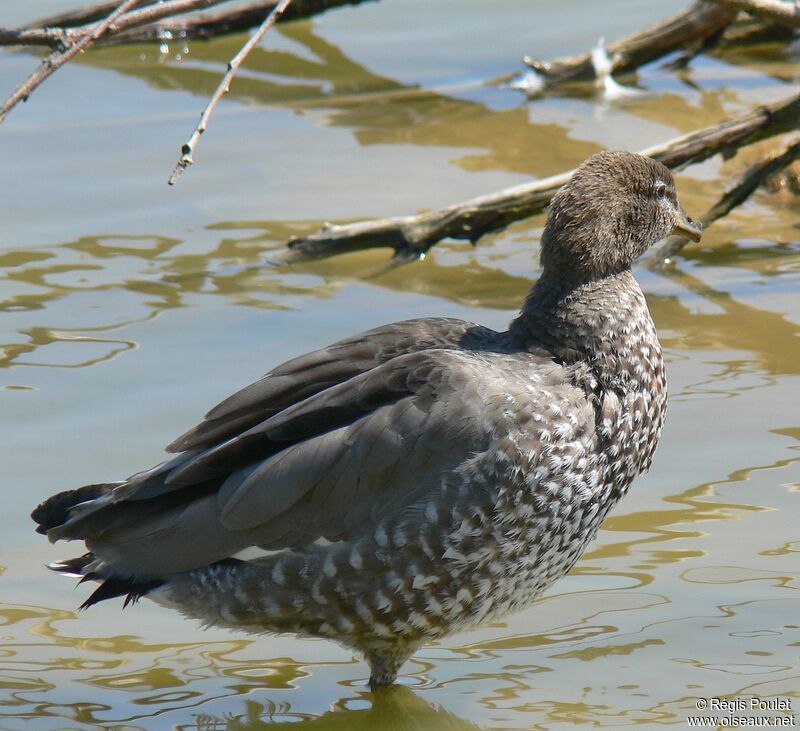 Canard à crinière femelle adulte, identification