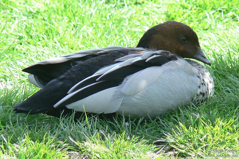 Maned Duck male adult, identification