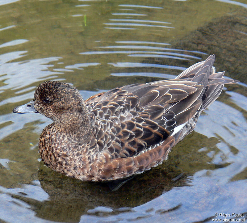 American Wigeonadult, identification