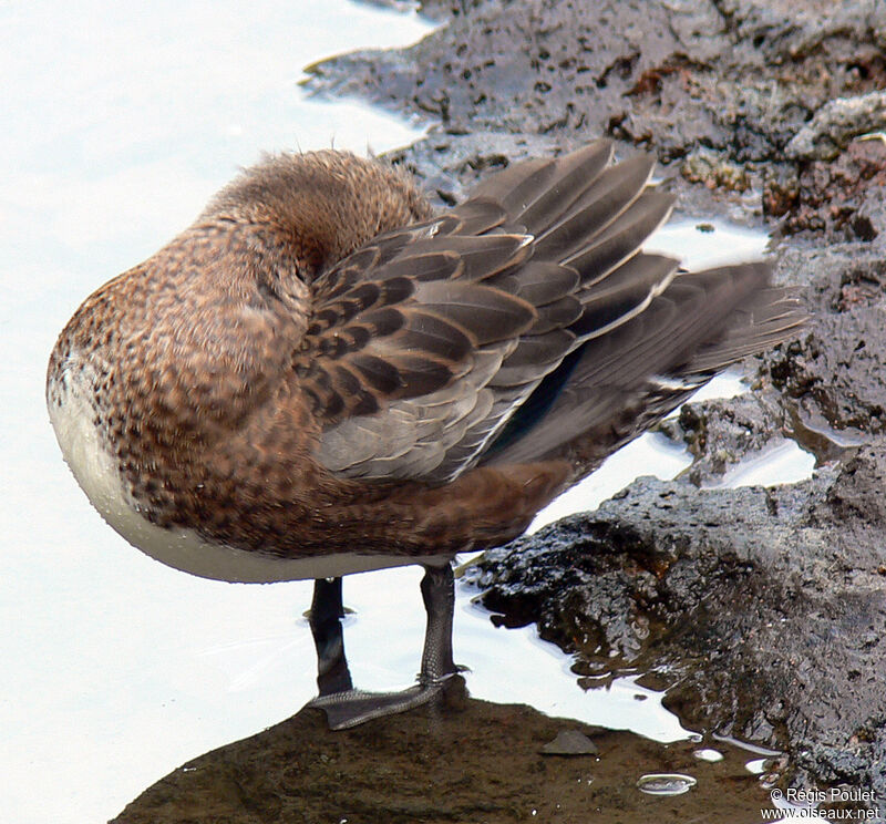 American Wigeonadult