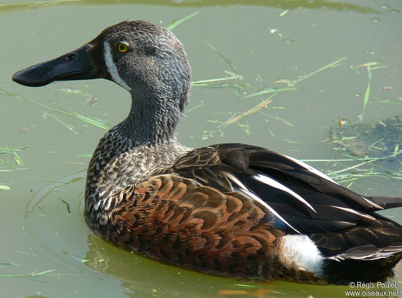 Canard bridé mâle adulte