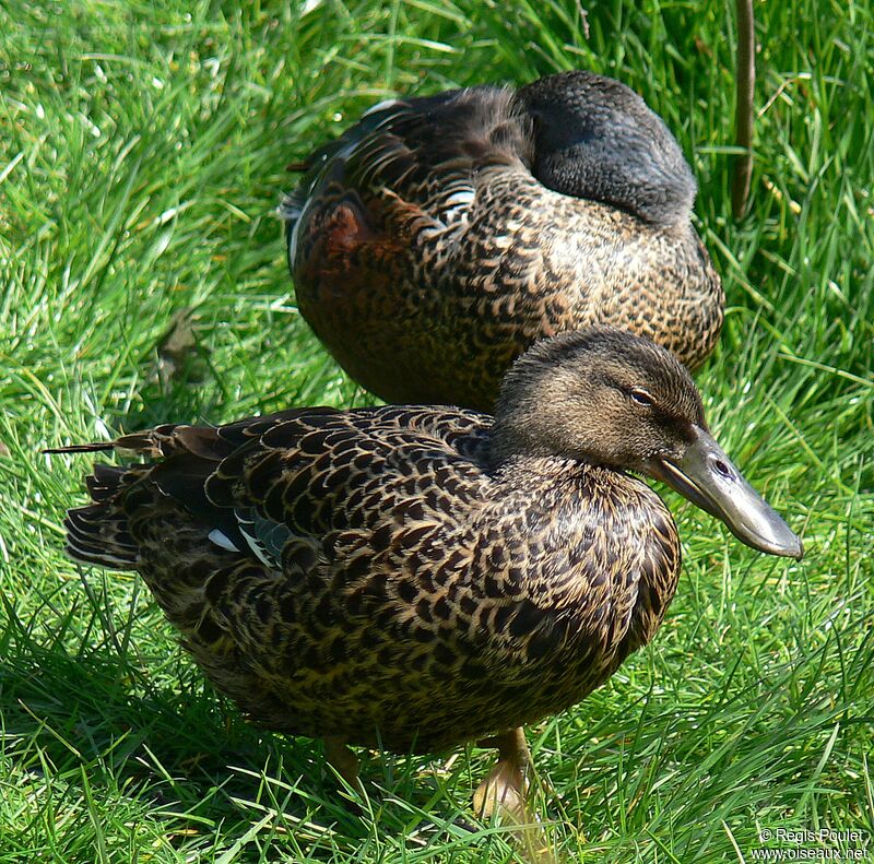 Canard bridé adulte