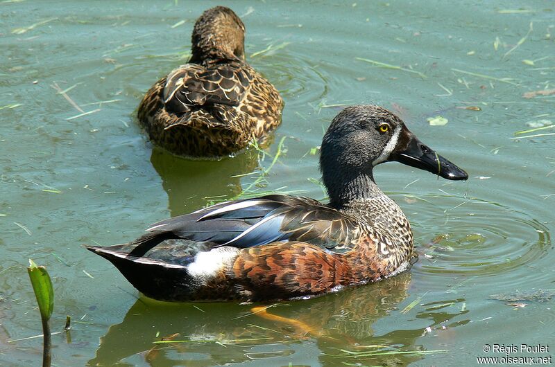 Canard bridé adulte