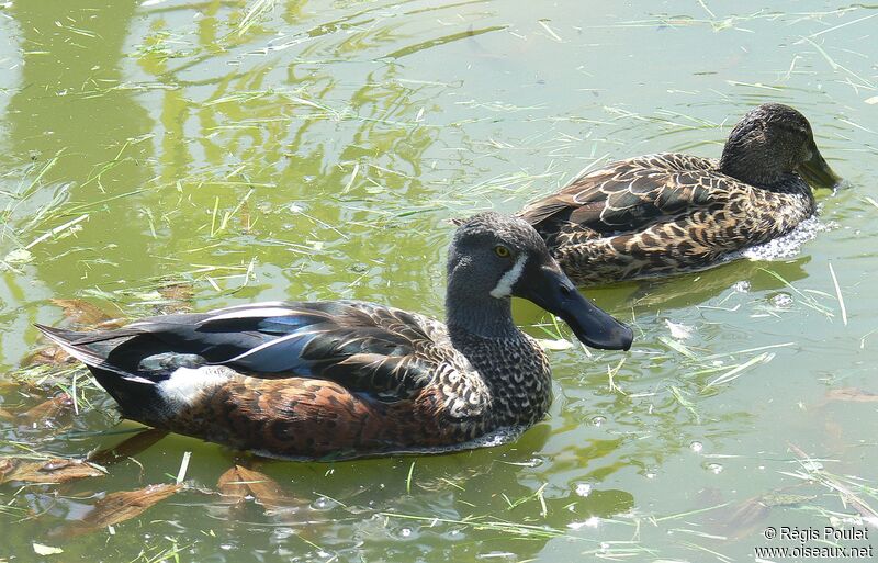 Australasian Shoveler adult