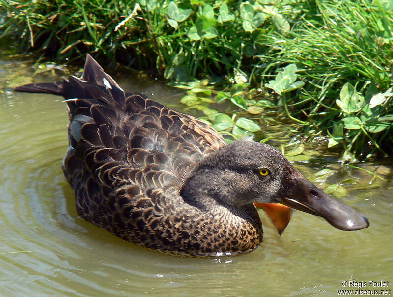 Canard bridé femelle adulte