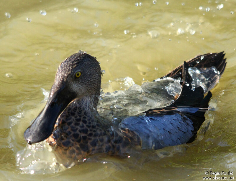 Canard bridé mâle adulte, identification, Comportement