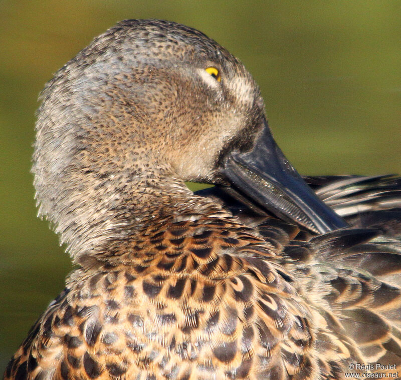 Canard bridé mâle adulte