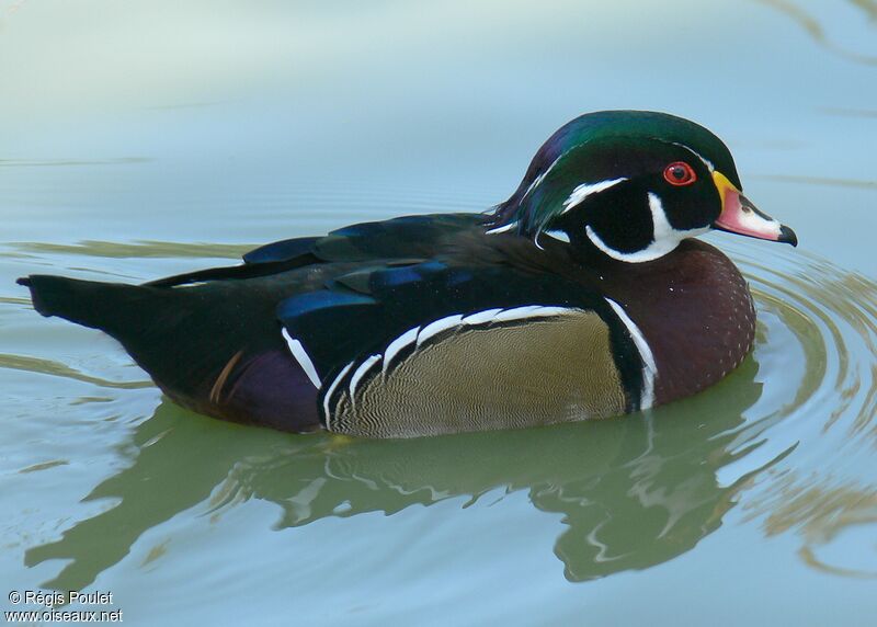 Canard carolin mâle adulte