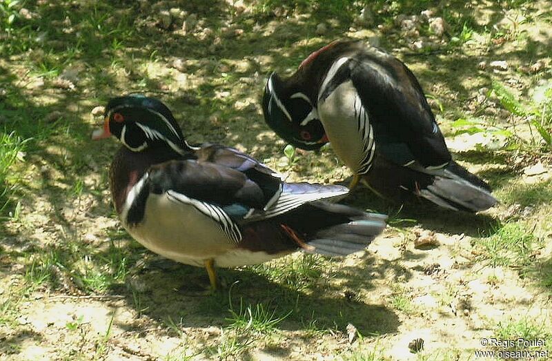 Canard carolinadulte