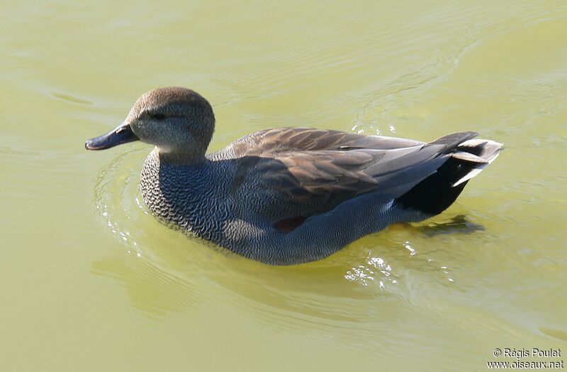 Canard chipeau mâle adulte