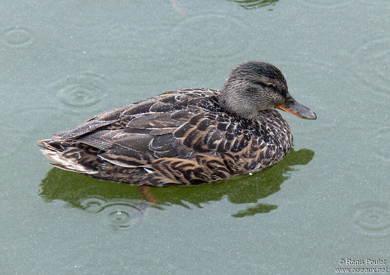 Canard chipeau femelle adulte