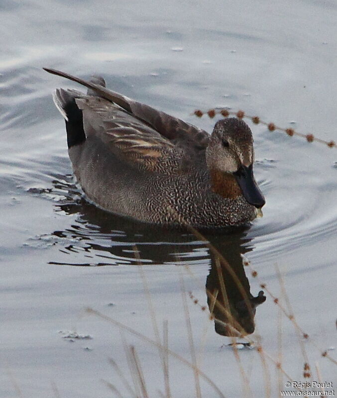 Gadwall male adult