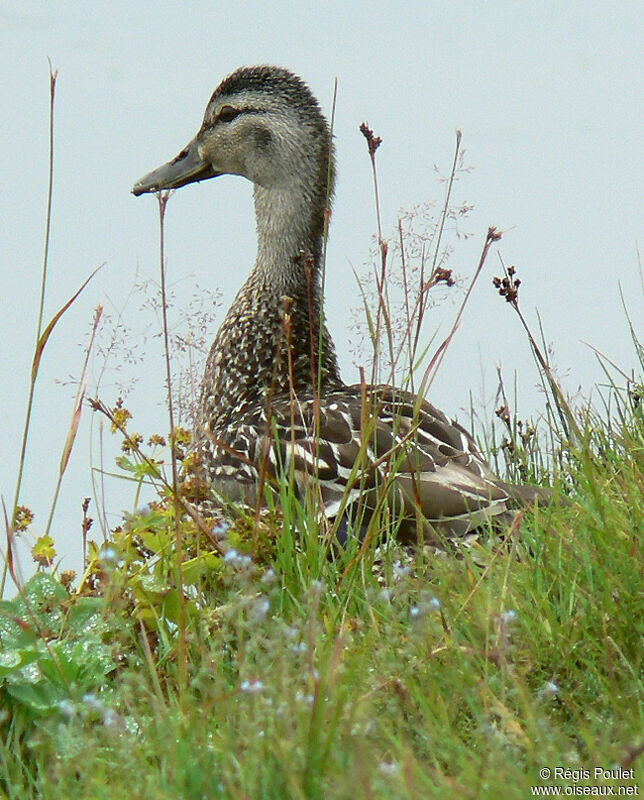 Gadwalljuvenile, identification