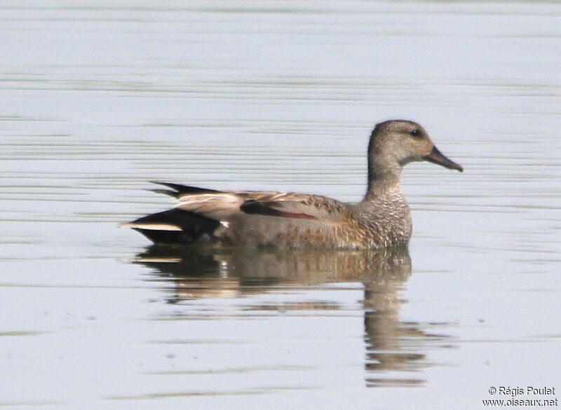 Canard chipeau mâle adulte