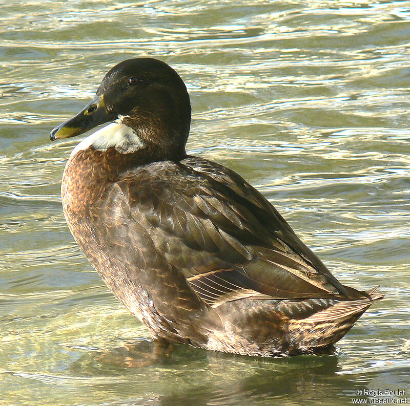 Mallard male immature