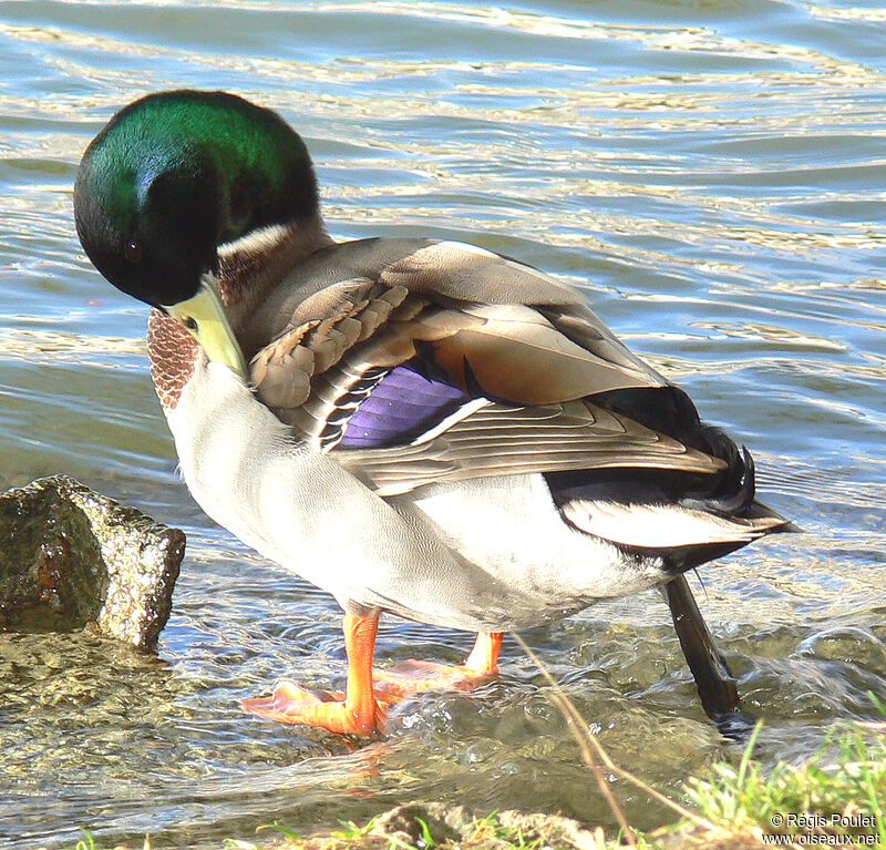 Canard colvert mâle adulte