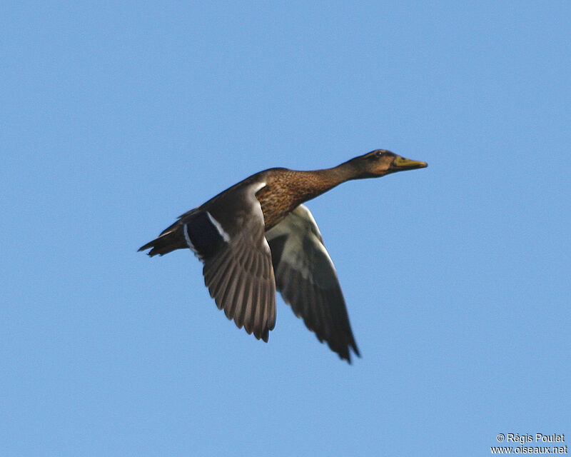 Canard colvert femelle adulte, Vol