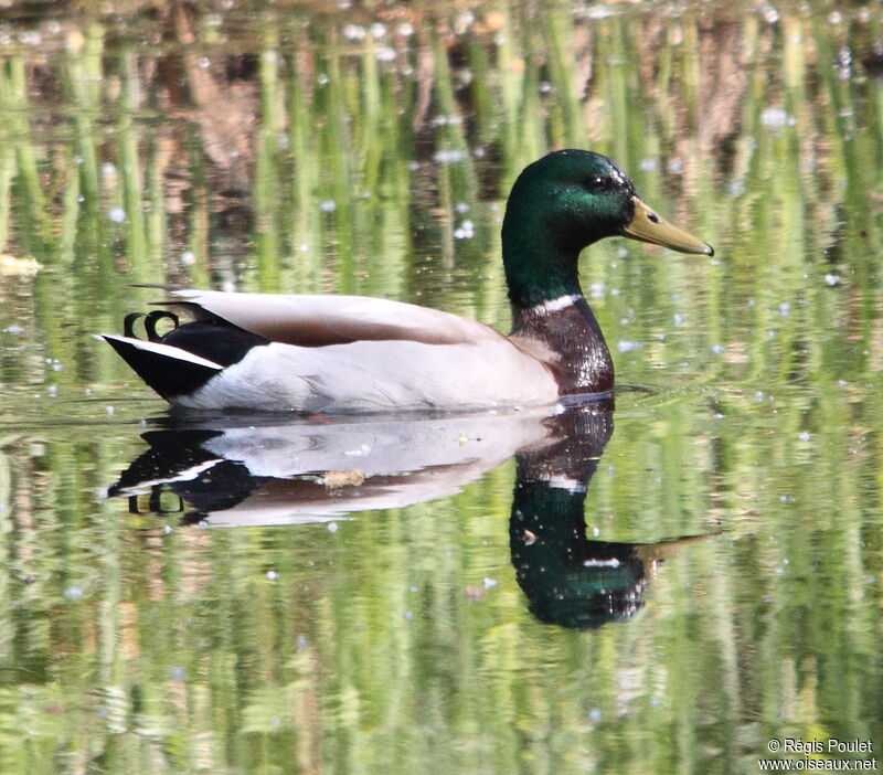 Mallard male adult, identification