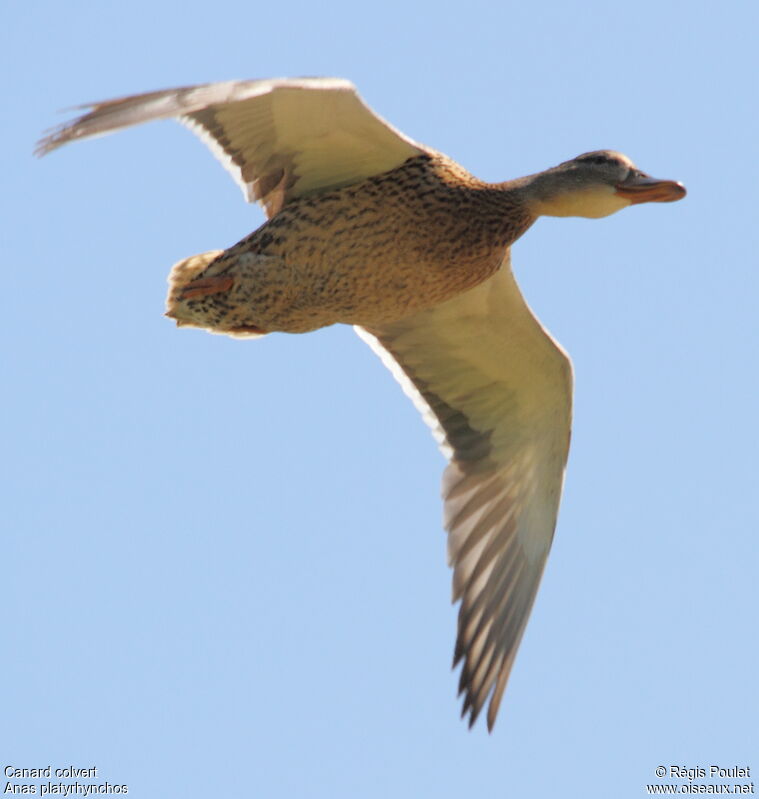 Canard colvert femelle adulte, Vol