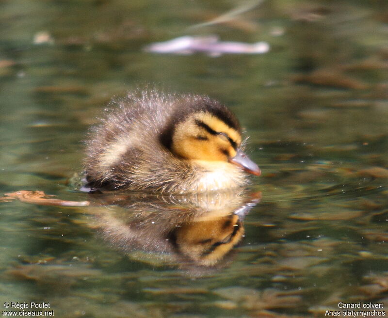 Canard colvertjuvénile