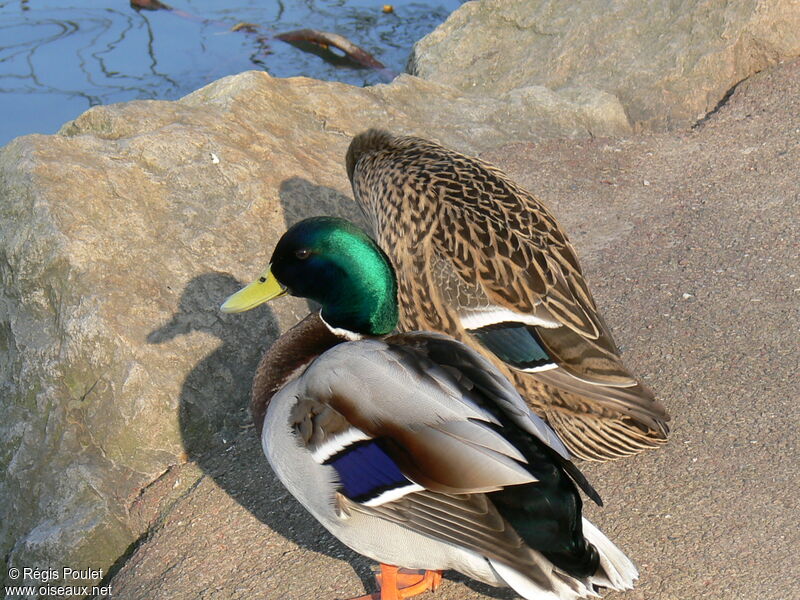 Mallard adult