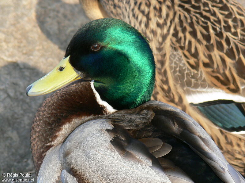 Canard colvert