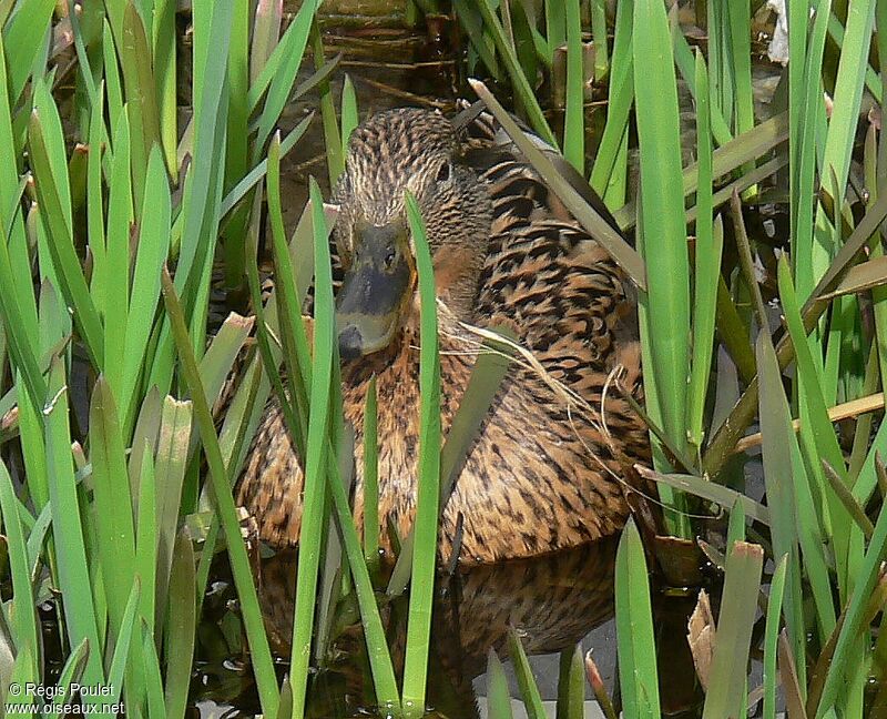 Canard colvert femelle adulte