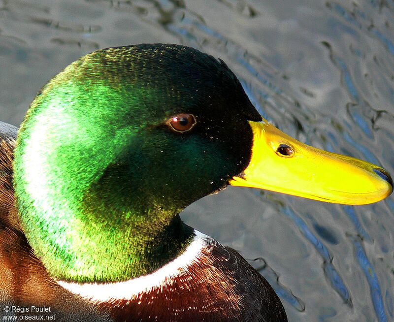 Canard colvert mâle adulte internuptial