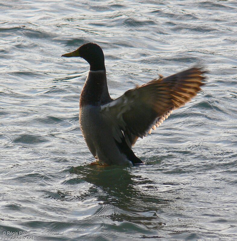 Canard colvert mâle adulte